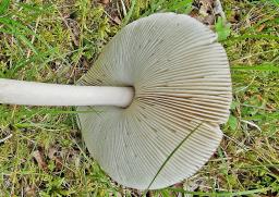 Amanita battarrae