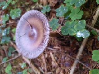 Amanita battarrae