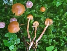 Galerina pumila