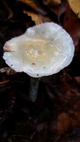 Stropharia caerulea