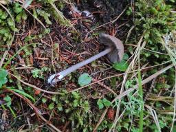 Entoloma caesiocinctum