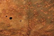 Melampsoridium betulinum