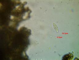 Brachysporium polyseptatum