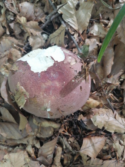 Russula olivacea