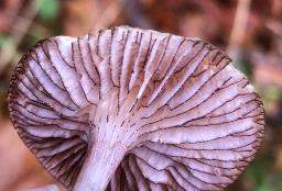 Mycena pelianthina