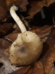 Hygrophorus hypothejus