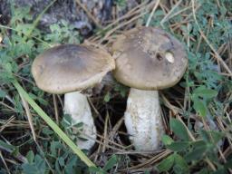 Hygrophorus latitabundus