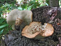 Polyporus tuberaster