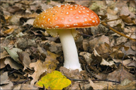 Amanita muscaria