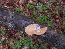 Polyporus tuberaster