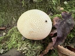 Scleroderma citrinum