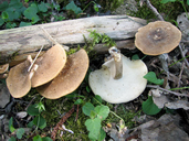 Lentinus substrictus