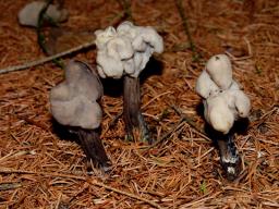 Helvella pithyophila