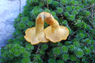 Cantharellus cibarius