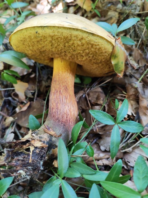 Suillellus mendax