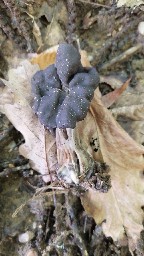 Helvella lacunosa