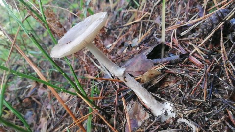 Amanita porphyria