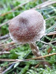 Cortinarius flexipes