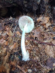 Volvariella murinella