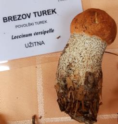 Leccinum versipelle