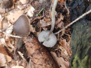 Mycena plumipes