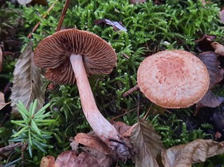 Inocybe pyriodora