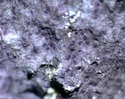 Nectriopsis violacea