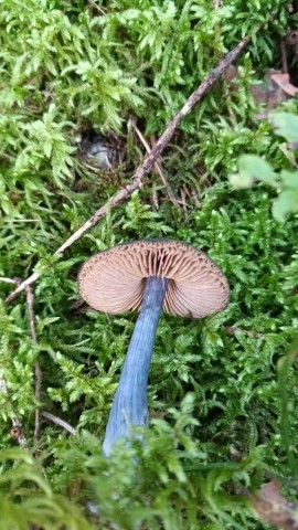 Entocybe nitida