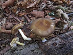 Pluteus romellii