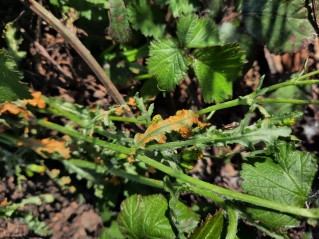 Puccinia lagenophorae