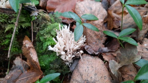 Clavulina coralloides