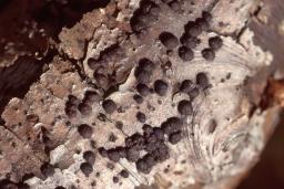 Jackrogersella cohaerens