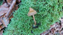 Cortinarius acutus