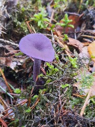 Laccaria amethystina