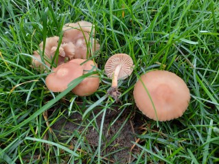 Marasmius oreades