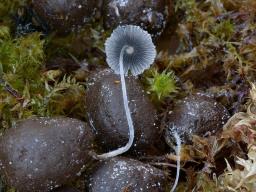 Coprinopsis stercorea