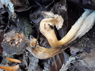 Craterellus lutescens