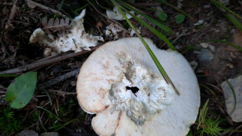 Lactifluus glaucescens