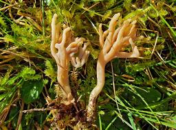 Clavulinopsis umbrinella