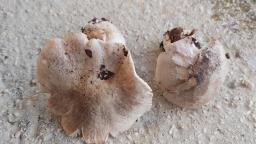 Tricholoma pardinum