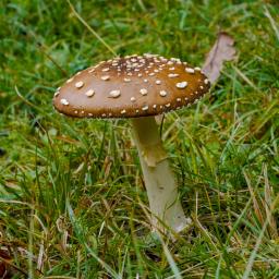 Amanita pantherina