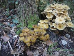 Armillaria mellea