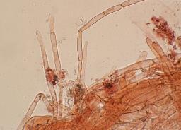 Pseudosperma obsoletum