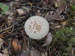 Amanita lepiotoides