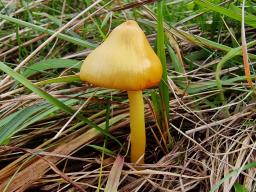 Hygrocybe acutoconica