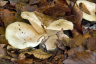 Lactarius pallidus