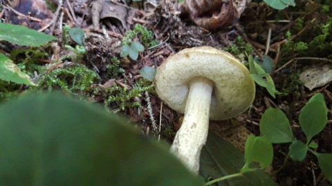 Leccinellum pseudoscabrum