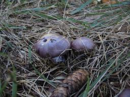 Cortinarius cumatilis