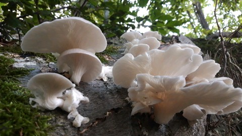 Pleurotus pulmonarius