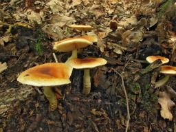 Pholiota lubrica